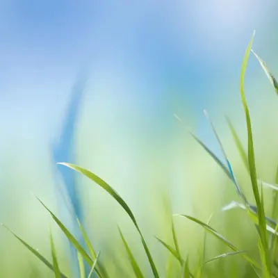 Green Grass Blades