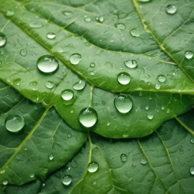 Green Leaf With Water Droplets Close Up View Of The Leaf S Surface Showing The Intricate Veins And Smooth Appearance 1 E45e