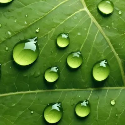 Green Leaf With Water Droplets Close Up View Of The Leaf S Surface Showing The Intricate Veins And Smooth Appearance 10 2fd7