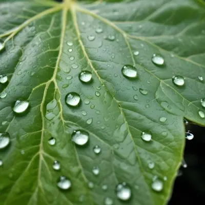 Green Leaf With Water Droplets Close Up View Of The Leaf S Surface Showing The Intricate Veins And Smooth Appearance 13 18b0