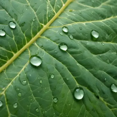 Green Leaf With Water Droplets Close Up View Of The Leaf S Surface Showing The Intricate Veins And Smooth Appearance 14 0300