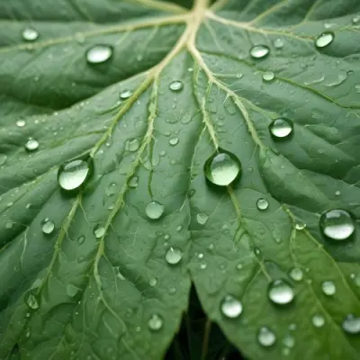 Green Leaf With Water Droplets Close Up View Of The Leaf S Surface Showing The Intricate Veins And Smooth Appearance 16 7ff8
