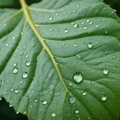 Green Leaf With Water Droplets Close Up View Of The Leaf S Surface Showing The Intricate Veins And Smooth Appearance 17 F8c0