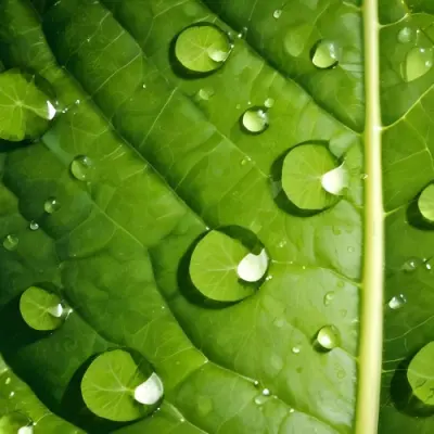 Green Leaf With Water Droplets Close Up View Of The Leaf S Surface Showing The Intricate Veins And Smooth Appearance 18 5a78