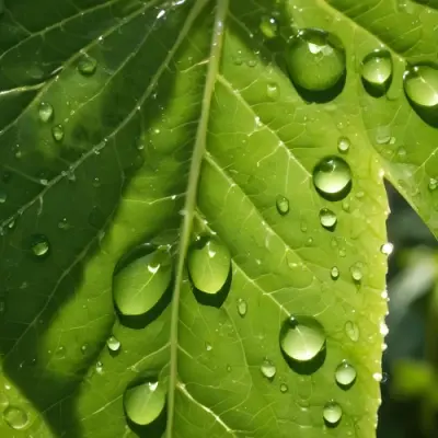 Green Leaf With Water Droplets Close Up View Of The Leaf S Surface Showing The Intricate Veins And Smooth Appearance 21 1de1