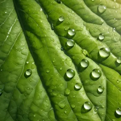 Green Leaf With Water Droplets Close Up View Of The Leaf S Surface Showing The Intricate Veins And Smooth Appearance 3 287d