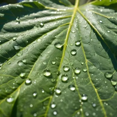 Green Leaf With Water Droplets Close Up View Of The Leaf S Surface Showing The Intricate Veins And Smooth Appearance 8 E165