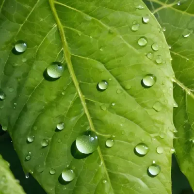 Green Leaf With Water Droplets Close Up View Of The Leaf S Surface Showing The Intricate Veins And Smooth Appearance 9 Bcc2
