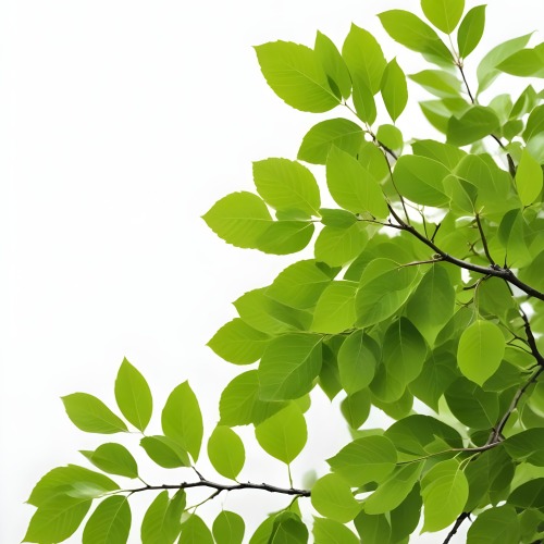 Green Leaves On A Tree Branch White Background 12 C4db