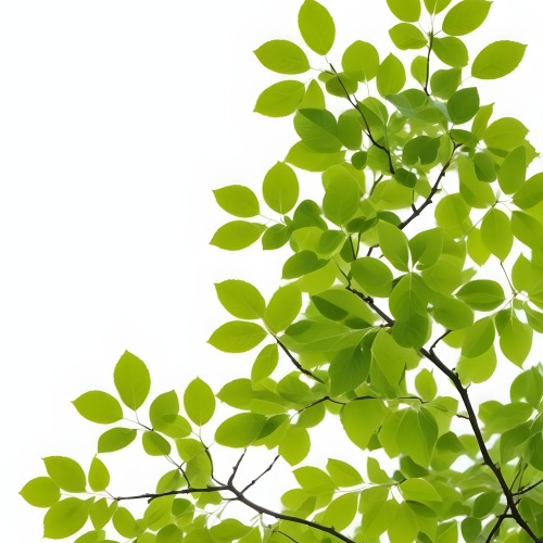 Green Leaves On A Tree Branch White Background 13 533b