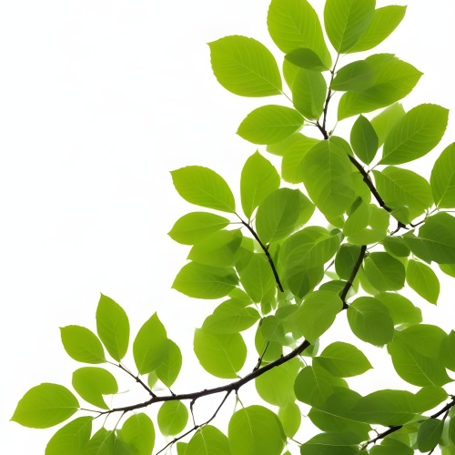 Green Leaves On A Tree Branch White Background 14 987c