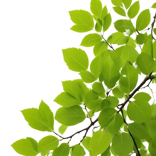 Green Leaves On A Tree Branch White Background 15 Ca89