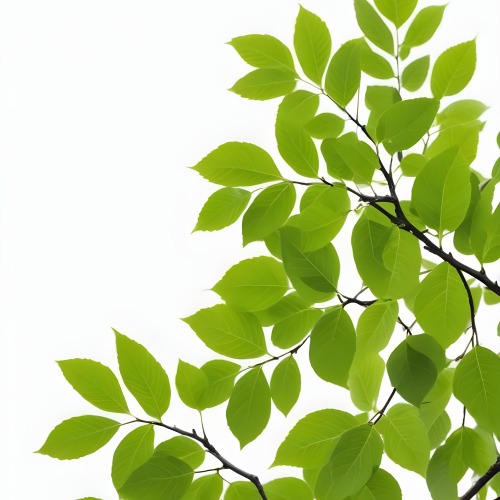 Green Leaves On A Tree Branch White Background 16 D607