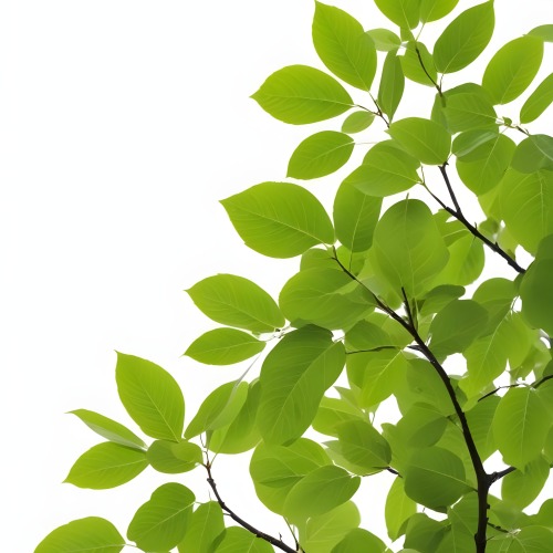 Green Leaves On A Tree Branch White Background 17 D59c