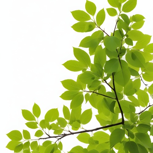 Green Leaves On A Tree Branch White Background 18 049d