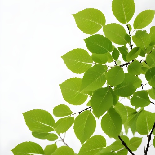Green Leaves On A Tree Branch White Background 19 A4da