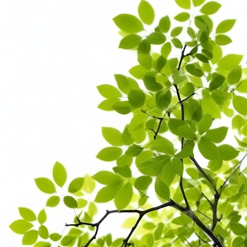 Green Leaves On A Tree Branch White Background 2 695c