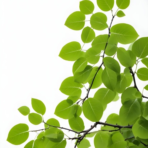 Green Leaves On A Tree Branch White Background 20 E6d9