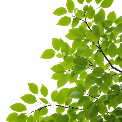 Green Leaves On A Tree Branch White Background 21 Ae67