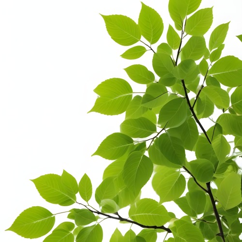 Green Leaves On A Tree Branch White Background 22 D503