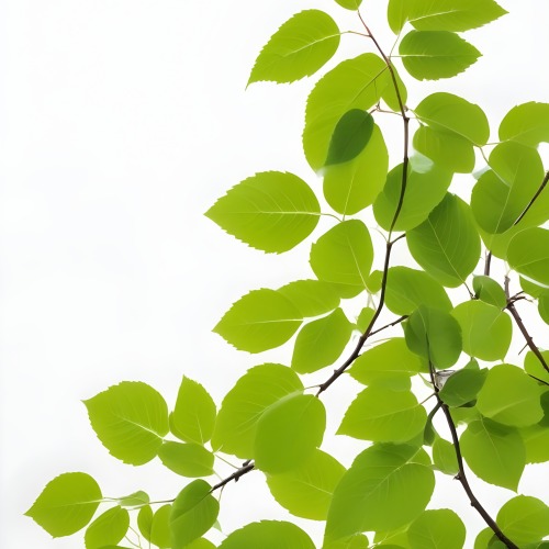 Green Leaves On A Tree Branch White Background 24 Ac4e