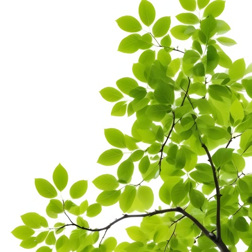 Green Leaves On A Tree Branch White Background 25 Fdcb