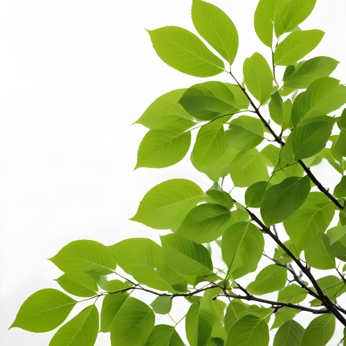 Green Leaves On A Tree Branch White Background 28 85ea