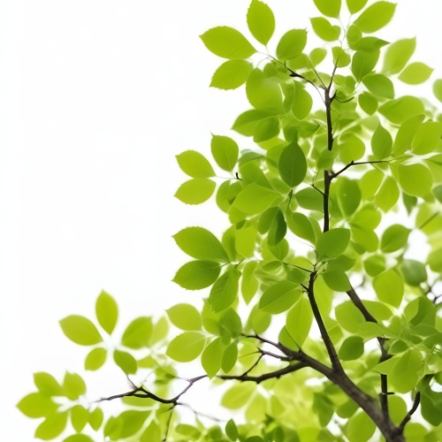 Green Leaves On A Tree Branch White Background 3 982b