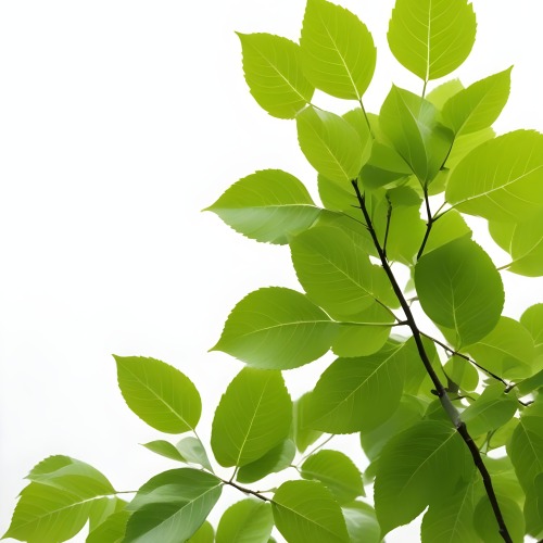 Green Leaves On A Tree Branch White Background 32 00fc