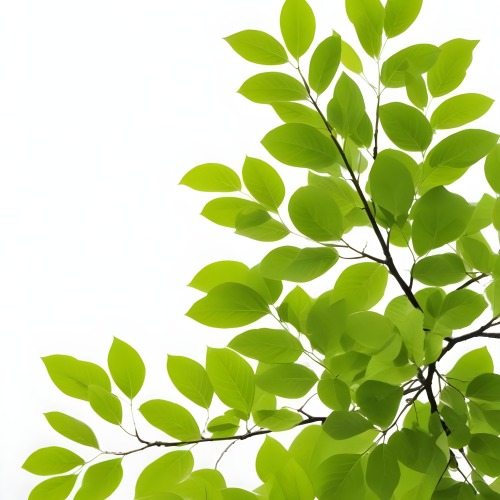 Green Leaves On A Tree Branch White Background 34 875a