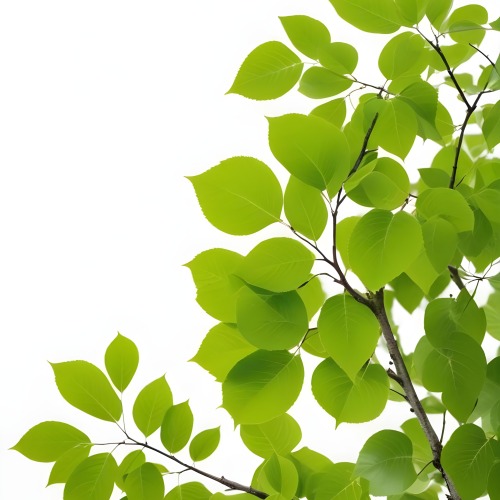Green Leaves On A Tree Branch White Background 35 A027