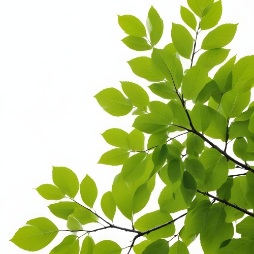 Green Leaves On A Tree Branch White Background 36 Da67