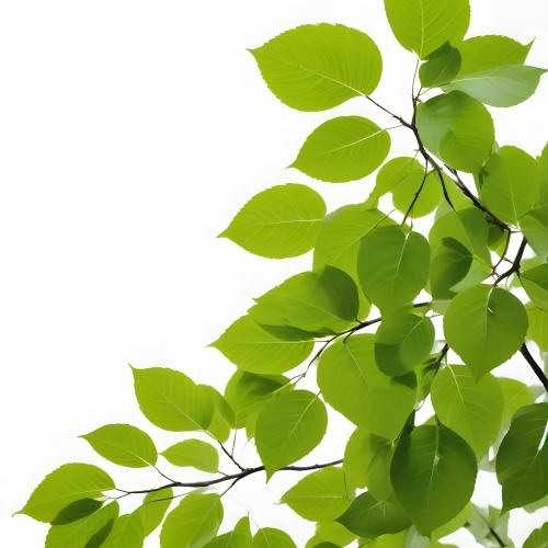 Green Leaves On A Tree Branch White Background 38 2681