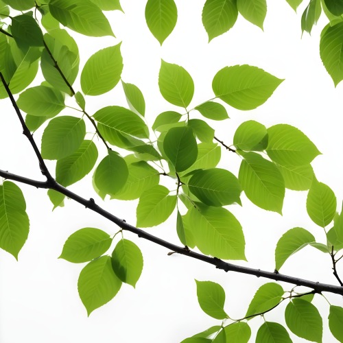 Green Leaves On A Tree Branch White Background 39 6271