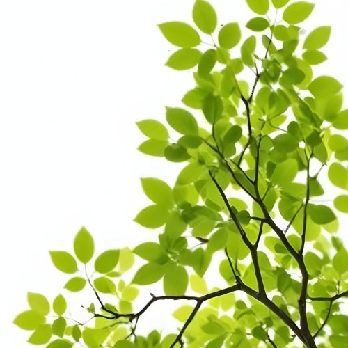 Green Leaves On A Tree Branch White Background 4 5cf7