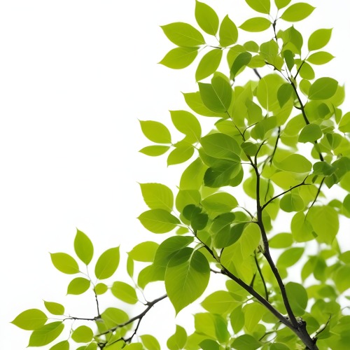 Green Leaves On A Tree Branch White Background 5 7b86
