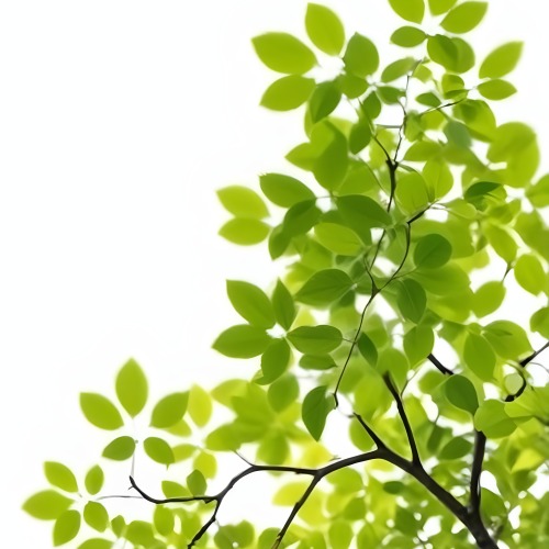 Green Leaves On A Tree Branch White Background 6 0e8a