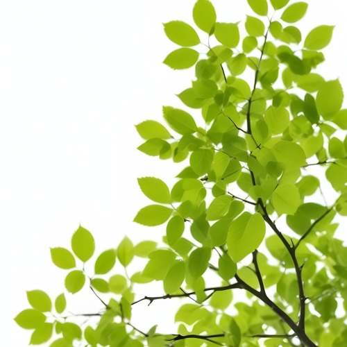 Green Leaves On A Tree Branch White Background 7 A088
