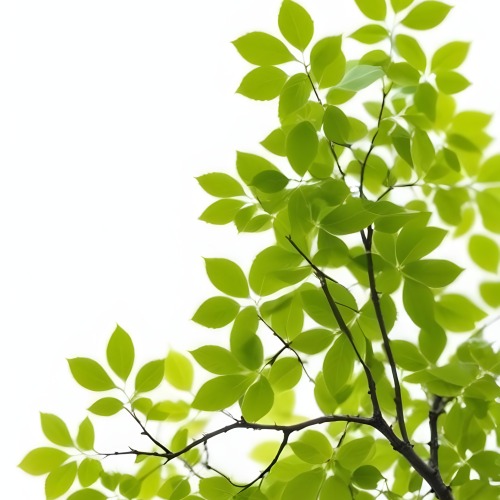 Green Leaves On A Tree Branch White Background 8 79b1