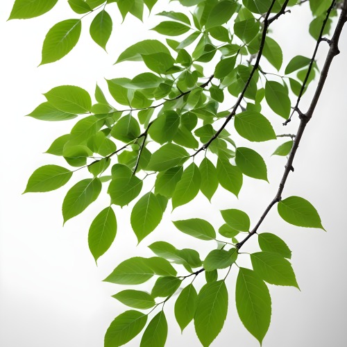 Green Leaves On A Tree Branch White Background 9 0ac5