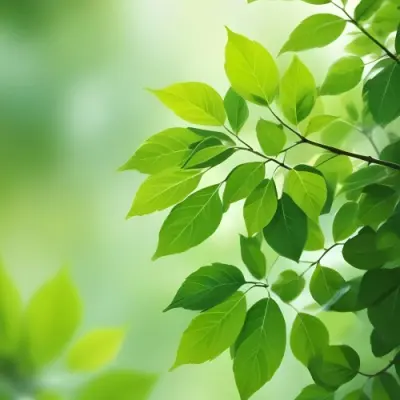Green Leaves With A Blurred Background Bright And Vibrant Natural Lighting Bokeh Effect Nature Photography Close Up Shot Fresh And Natural Spring Or Summer Theme 1 D141
