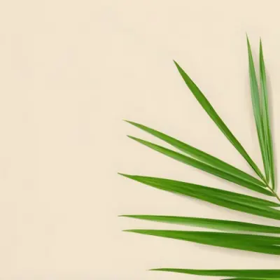 Green Palm Leaf On A Beige Background Minimalist Style Bright And Clean Simple Composition Natural Light Tropical Vibe Fresh And Vibrant Botanical Theme 17 D284