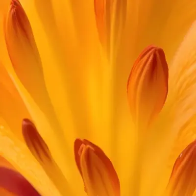 Macro Shot Of Vibrant Red Flower Petals With Orange Tips Soft Lighting Close Up View Showcasing The Intricate Details And Textures Of The Flower 34 2393