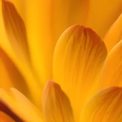 Macro Shot Of Vibrant Red Flower Petals With Orange Tips Soft Lighting Close Up View Showcasing The Intricate Details And Textures Of The Flower 35 F846