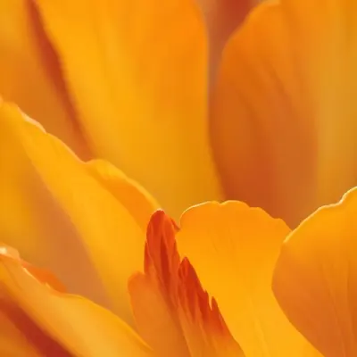 Macro Shot Of Vibrant Red Flower Petals With Orange Tips Soft Lighting Close Up View Showcasing The Intricate Details And Textures Of The Flower 38 9ea8