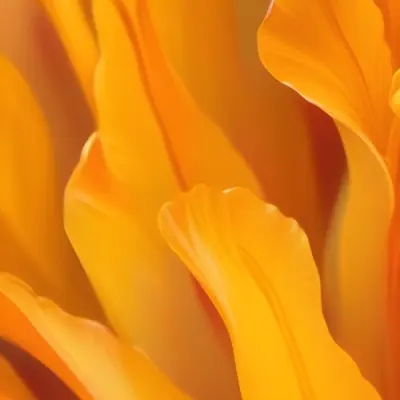 Macro Shot Of Vibrant Red Flower Petals With Orange Tips Soft Lighting Close Up View Showcasing The Intricate Details And Textures Of The Flower 46 6e8a