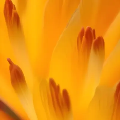 Macro Shot Of Vibrant Red Flower Petals With Orange Tips Soft Lighting Close Up View Showcasing The Intricate Details And Textures Of The Flower 47 B5ba