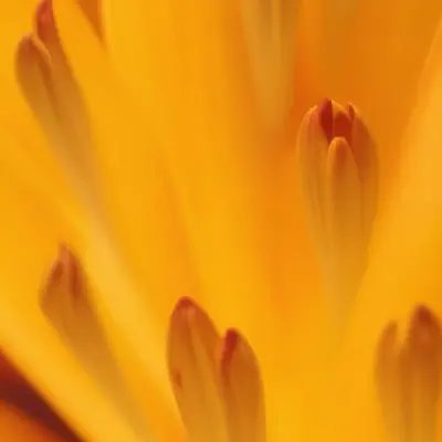 Macro Shot Of Vibrant Red Flower Petals With Orange Tips Soft Lighting Close Up View Showcasing The Intricate Details And Textures Of The Flower 57 2e48