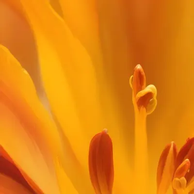 Macro Shot Of Vibrant Red Flower Petals With Orange Tips Soft Lighting Close Up View Showcasing The Intricate Details And Textures Of The Flower 6 B5be