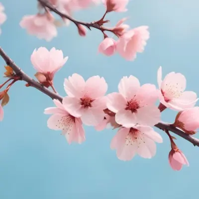 Minimal Soft Studio Light Photography Cherry Blossom Flowers With Pink Petals On A Blue Sky Background Some Petals Falling Down Soft And Dreamy Atmosphere Watercolor Style High Detail Solid Bold Color Background 1 12 85cd